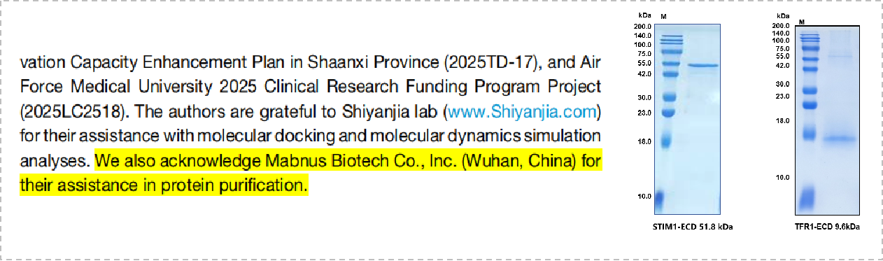 项目文章IF=10：STIM1调控铁稳态促神经元铁死亡加重脑出血脑损伤